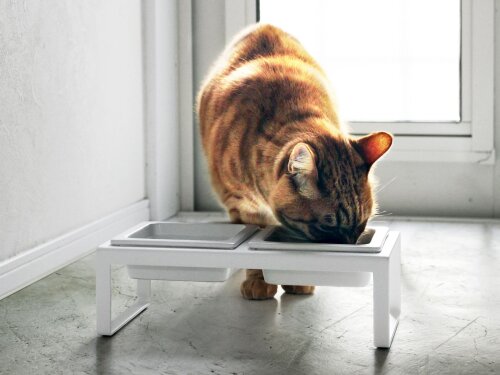 Milisten Futternapf Doppel – Ameisenschutz Napf Für Katzen Und Hunde | Grau, Kunststoff | Für Kleine Bis Große Haustiere